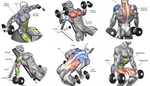 Home Dumbbell Workouts